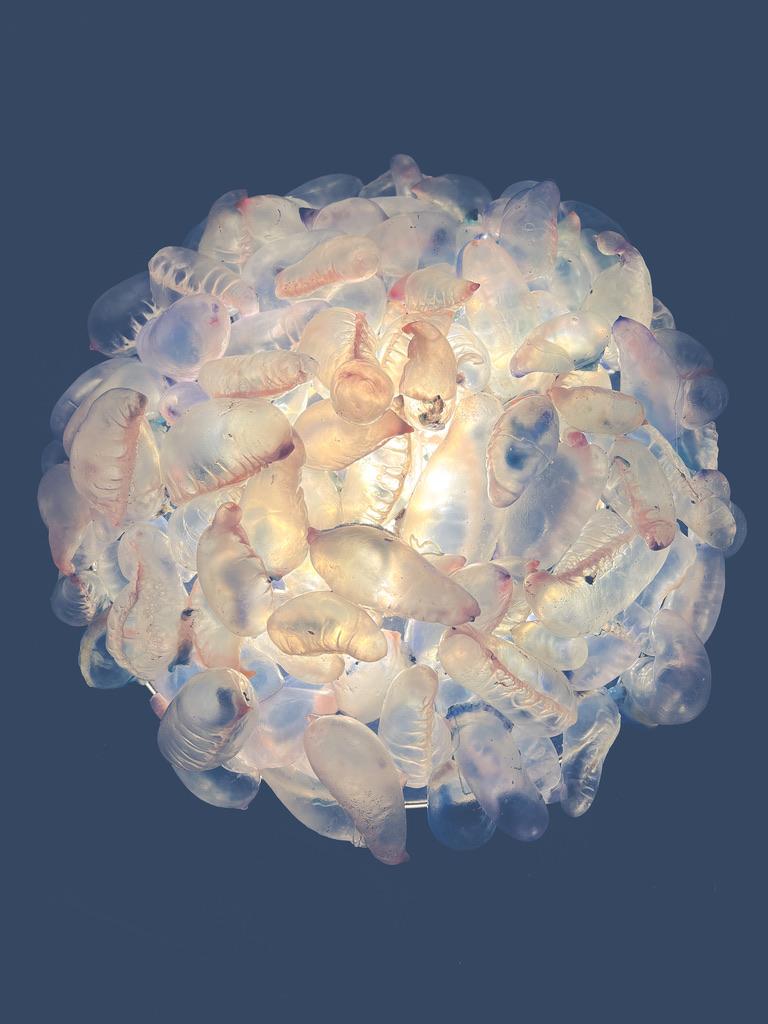 Portuguese Man O'War Jellyfish