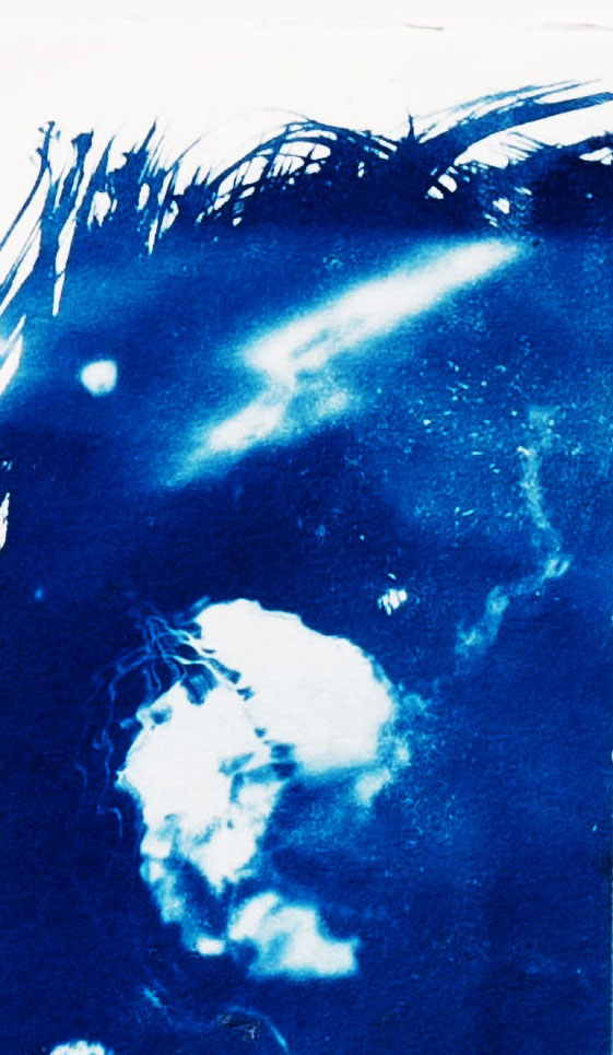 Jellyfish Cyanotype