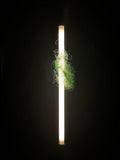 Light Entanglement