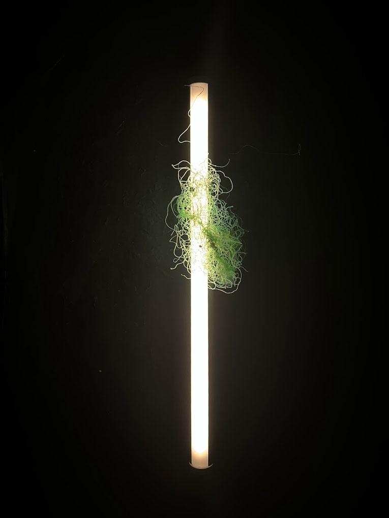 Light Entanglement